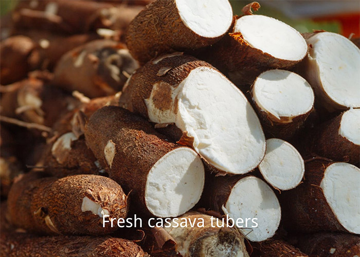 cassava tubers